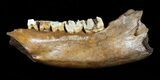 Woolly Rhino (Coelodonta) Lower Jaw With Molars #58054-1